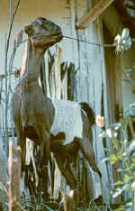 0075_kambing.JPG (26796 bytes)