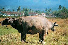 0086_kerbau.jpg (22032 bytes)