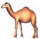 camel.jpg (4670 bytes)
