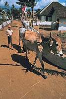 cow.jpg (8364 bytes)