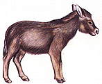 donkey.jpg (4470 bytes)