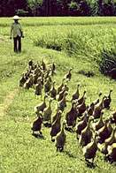 ducks2.jpg (9273 bytes)