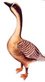 goose.jpg (3192 bytes)