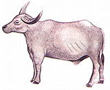 kerbau.jpg (4644 bytes)