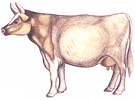 lembu.jpg (3002 bytes)
