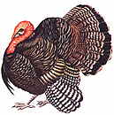 turkey.jpg (4756 bytes)