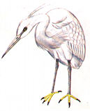 bangau.jpg (5244 bytes)
