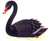 black_swan.jpg (6490 bytes)
