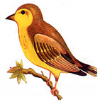 canary.jpg (8689 bytes)