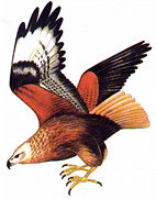 elang.jpg (11303 bytes)