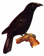 gagak.jpg (8361 bytes)