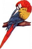 kakatua.jpg (6137 bytes)