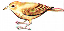 lark.jpg (8149 bytes)
