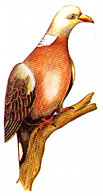 merpati.jpg (8889 bytes)
