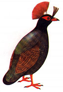 partridge.jpg (8489 bytes)
