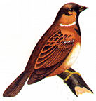 pipit.jpg (6643 bytes)