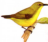 sunbird.jpg (7662 bytes)