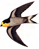 swallow.jpg (7986 bytes)