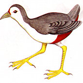 waterhen.jpg (10673 bytes)