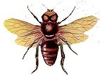 bee.jpg (4825 bytes)