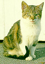 cat.jpg (12288 bytes)