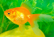 ikanmas.jpg (10132 bytes)