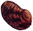 abalone.jpg (6190 bytes)