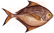 bawal_hitam.jpg (7588 bytes)