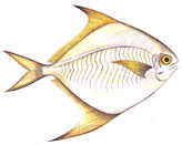 bawal_putih.jpg (6311 bytes)