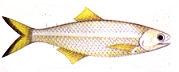 bilis.jpg (4635 bytes)