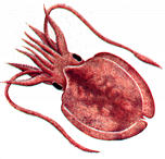 cuttlefish.jpg (7853 bytes)