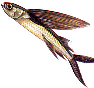 ikan_terbang.jpg (9599 bytes)