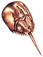 ing_crab.jpg (8388 bytes)