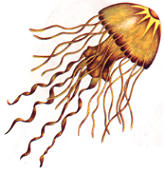 jellyfish.jpg (9663 bytes)