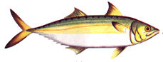 kembung.jpg (6278 bytes)