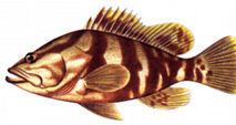 kerapu.jpg (9120 bytes)