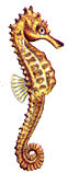 kuda_laut.jpg (5207 bytes)