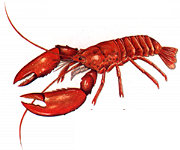lobster.jpg (10039 bytes)