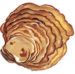oyster.jpg (10557 bytes)
