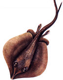 ray.jpg (5857 bytes)