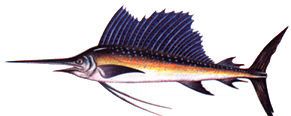 sailfish.jpg (9243 bytes)