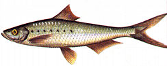 sardin.jpg (7842 bytes)