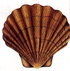 scallop.jpg (9752 bytes)