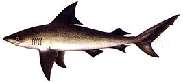 shark.jpg (7412 bytes)
