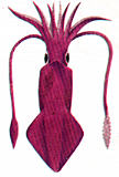 squid.jpg (5811 bytes)