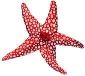 starfish.jpg (9742 bytes)