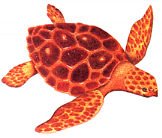 turtle.jpg (9213 bytes)