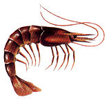 udang.jpg (8033 bytes)