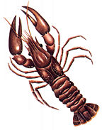 udang_krai.jpg (10379 bytes)