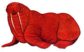 walrus.jpg (6569 bytes)